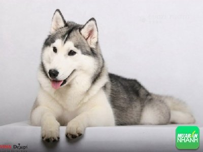 Chó Husky trắng lông xù