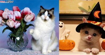 Hình nền mèo con dễ thương