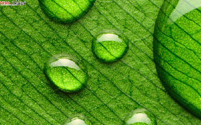 Long lanh tình yêu