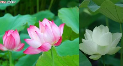 Những hình ảnh đẹp về hoa sen